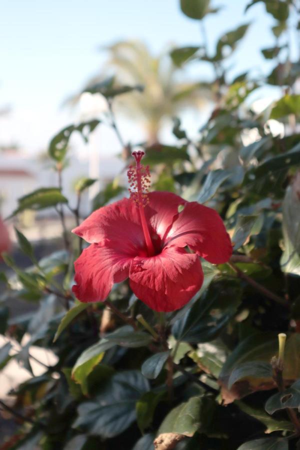 Sun Beach Holiday กาเลตาเดฟุสเต ภายนอก รูปภาพ